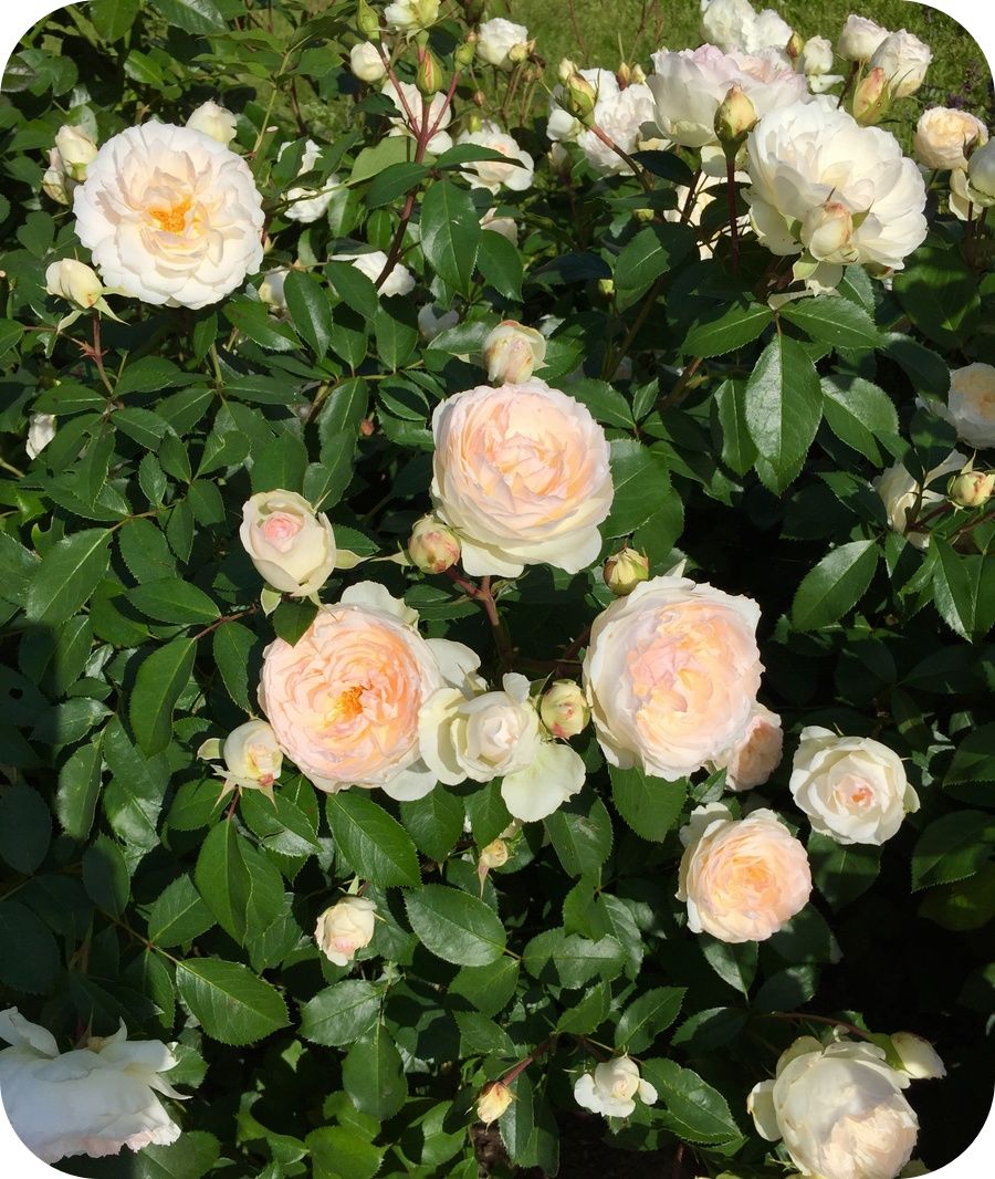 Stephanie Baronin Zu Guttenberg róża rabatowa